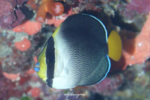 チリメンヤッコ