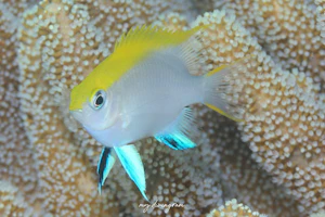 クロスズメダイ