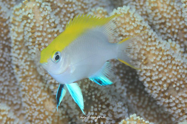 クロスズメダイ