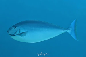 テングハギモドキ