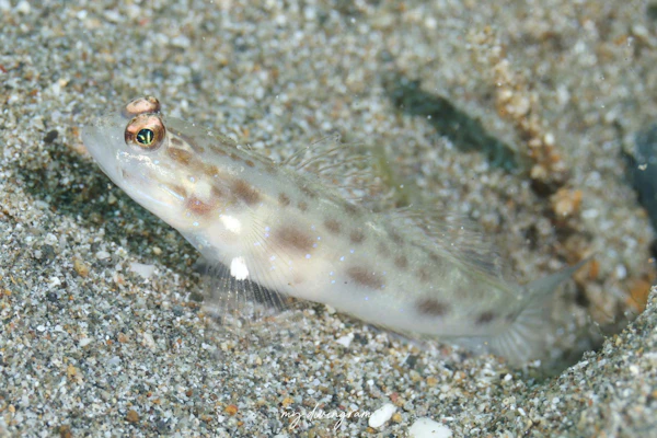 シノビハゼ属の1種