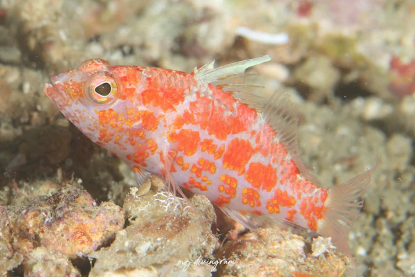 レンガハナダイ