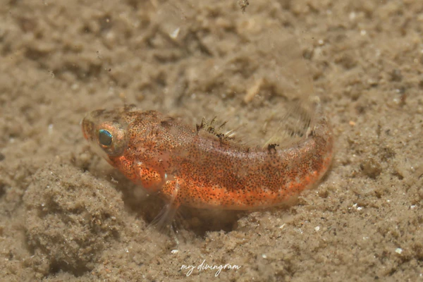 ヒメコダイ属未同定種