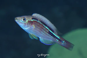 ラボックスフェアリーラス