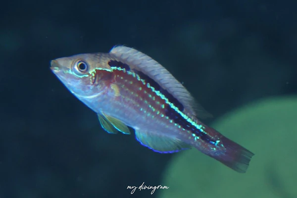 ラボックスフェアリーラス