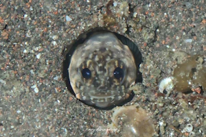 カエルアマダイ