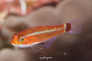 ホールマンズピグミーゴビー