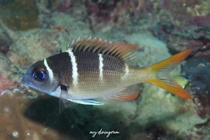 カグツチヨコシマクロダイ