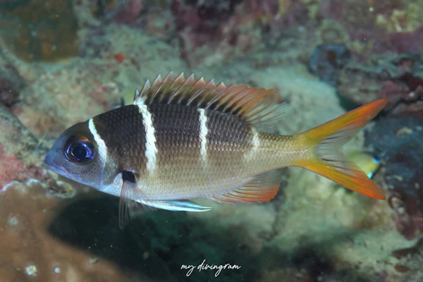 カグツチヨコシマクロダイ