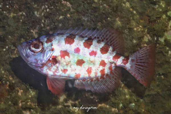 ゴマヒレキントキ