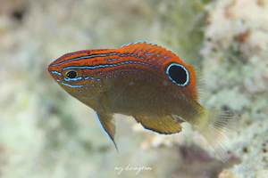 メガネスズメダイ