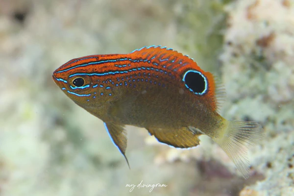 メガネスズメダイ