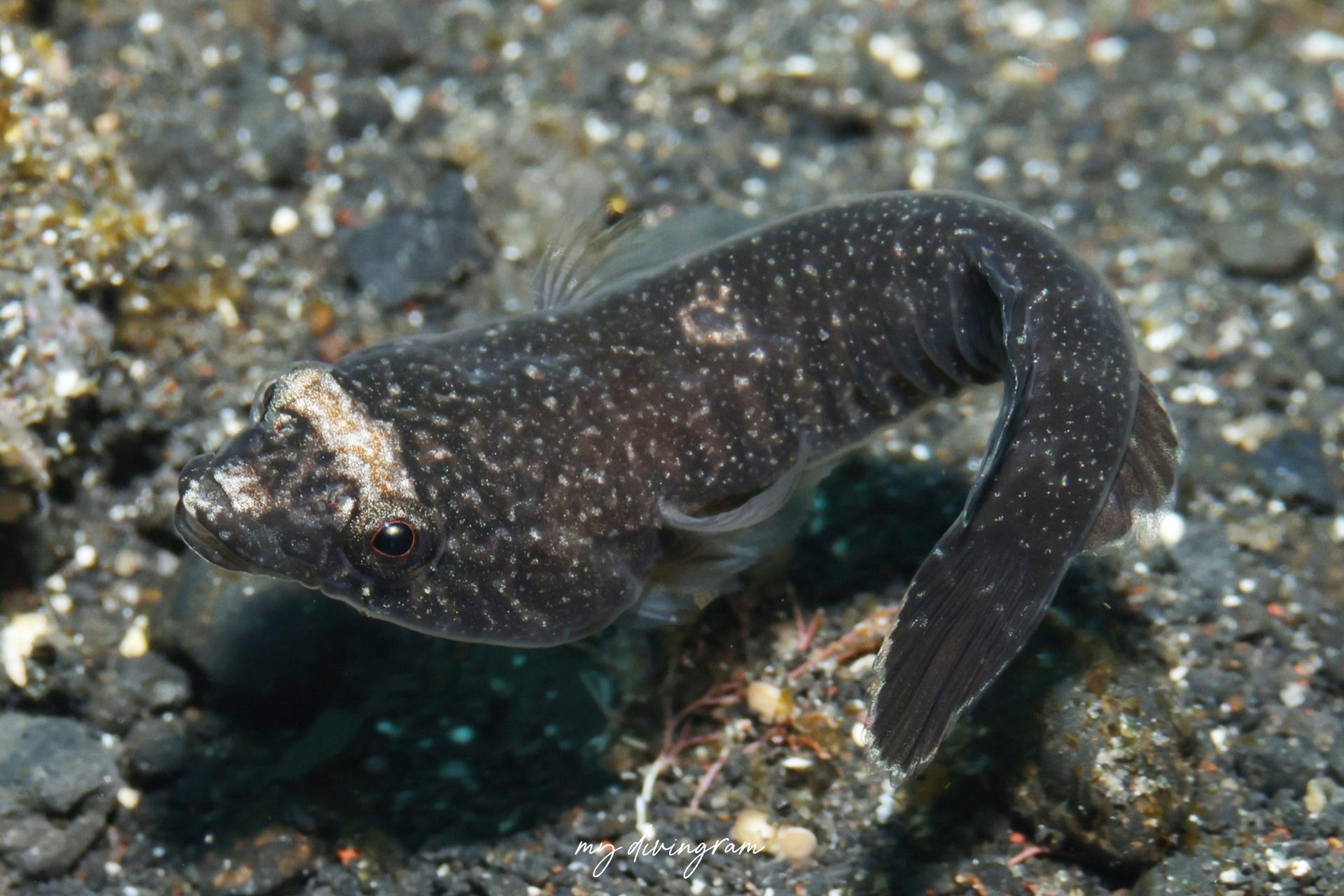 アンコウウバウオ