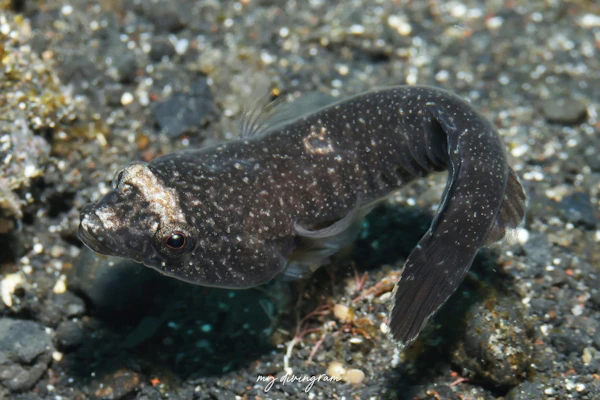 アンコウウバウオ