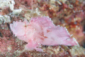 ハダカハオコゼ