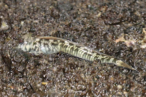 ヤセタマカエルウオ