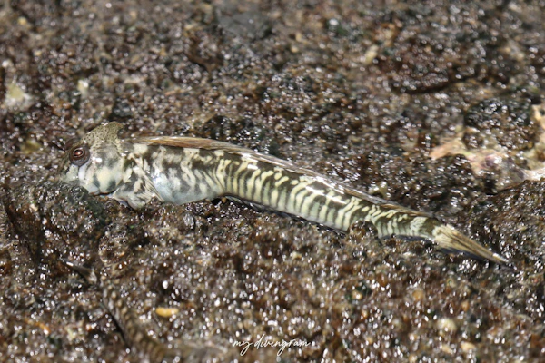 ヤセタマカエルウオ