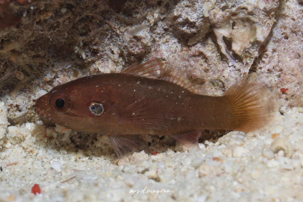 カクシヤツトゲテンジクダイ