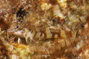 ミツダレヘビギンポ