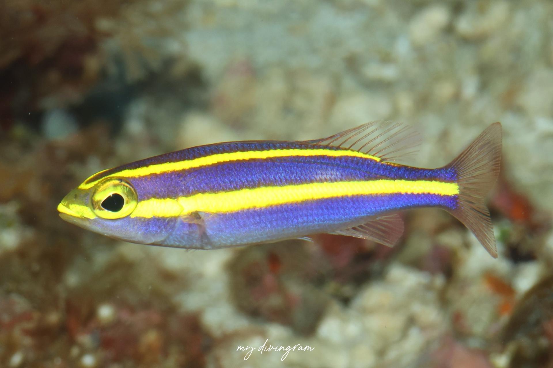 ヤクシマキツネウオ