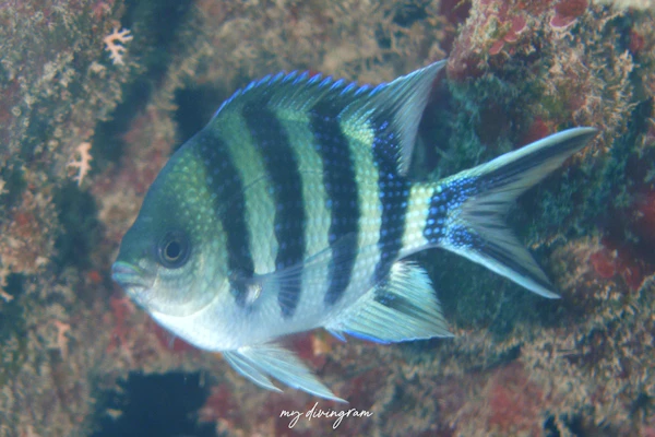 ロクセンスズメダイ