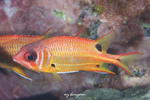 スミツキカノコ