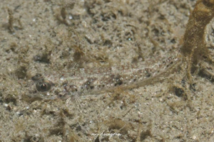 ヒメハゼ属の1種D