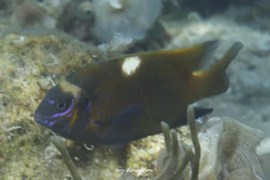 ペイルスポットダムゼル