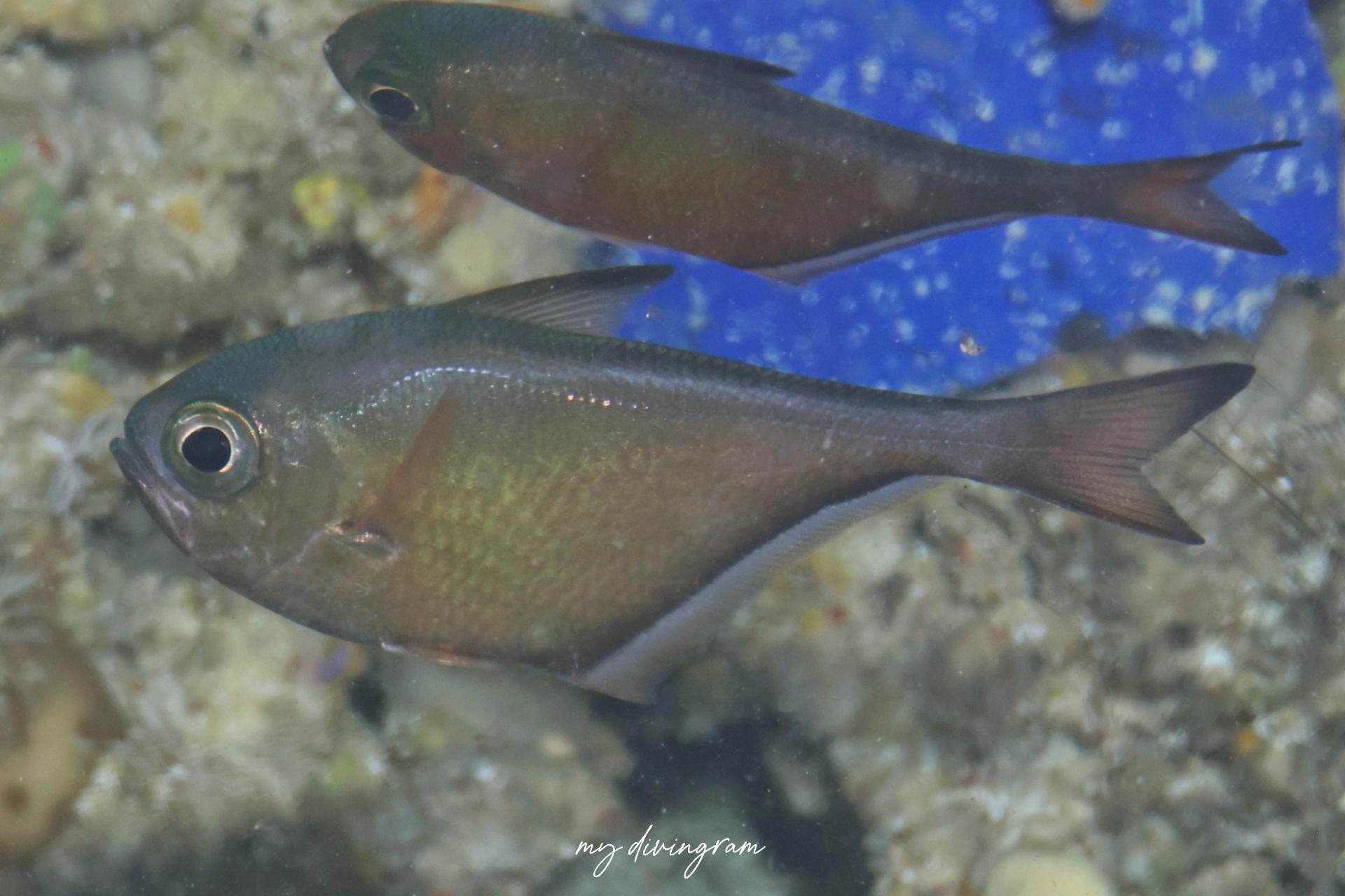 ミナミハタンポ