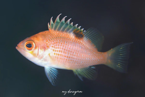 スミツキハナダイ