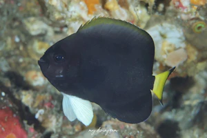 クロキンチャクダイ