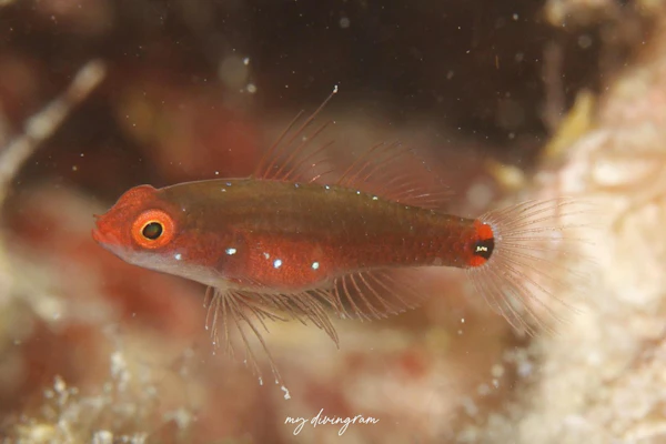 フタボシイソハゼ