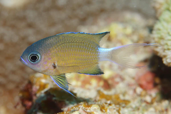 オナガスズメダイ