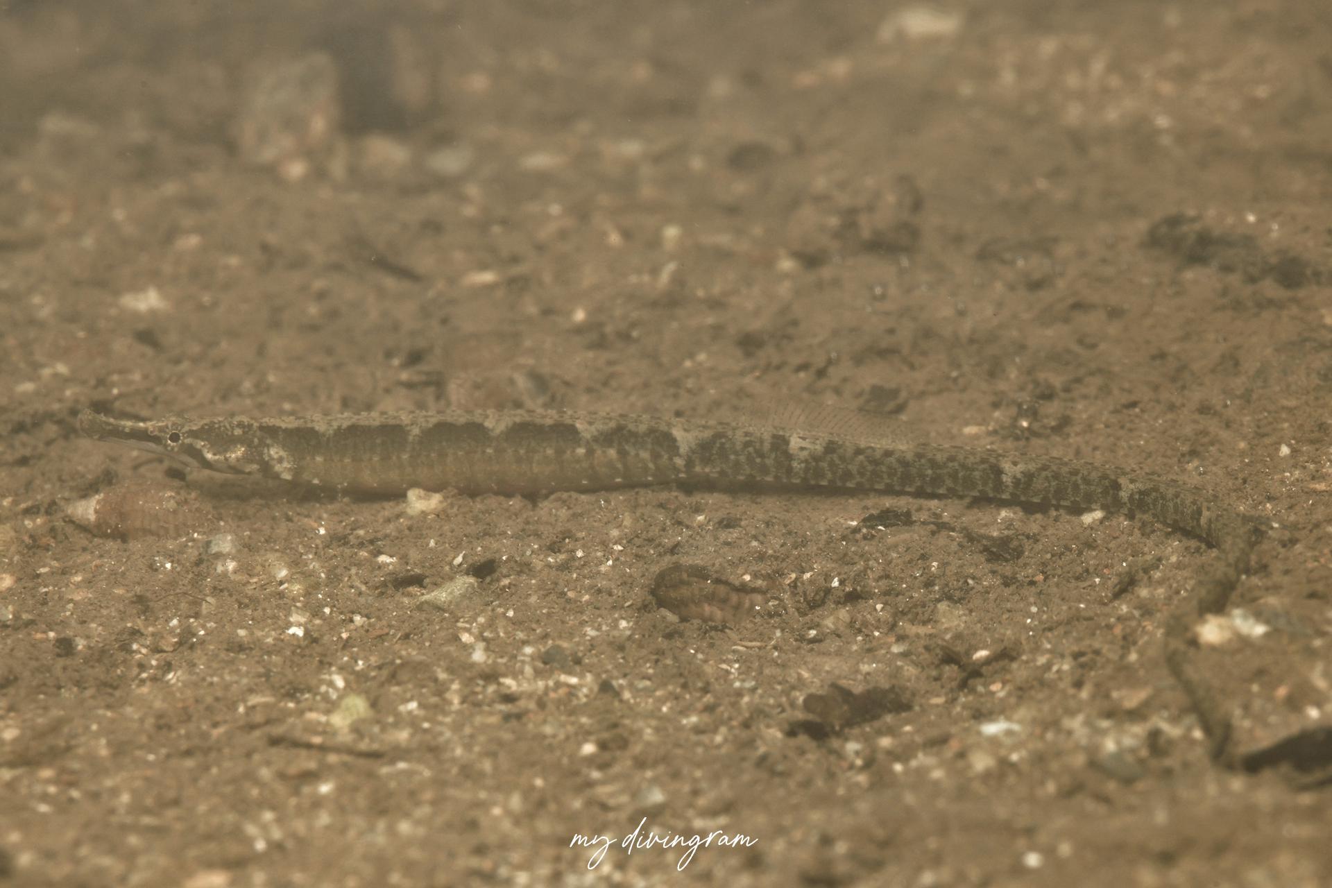 カワヨウジ