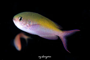 ハナダイダマシ