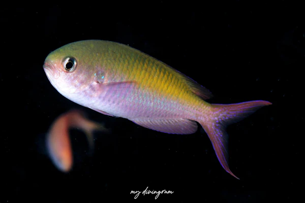 ハナダイダマシ