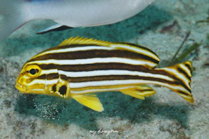 リボンスイートリップス