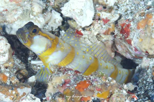 モリシタダテハゼ