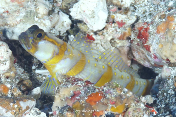 モリシタダテハゼ