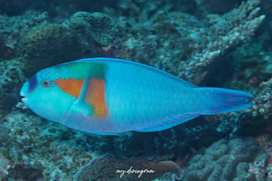 オオモンハゲブダイ