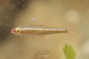 ミツボシガラスハゼ