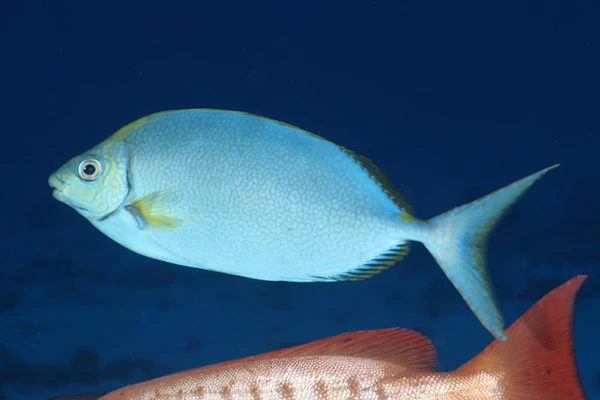 セダカハナアイゴ