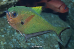 ダイトウハタンポ