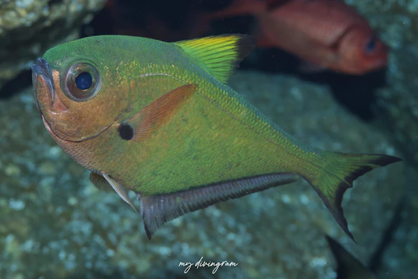 ダイトウハタンポ