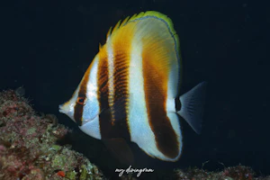 タキゲンロクダイ