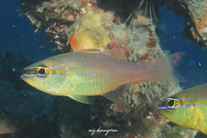 アオハナテンジクダイ