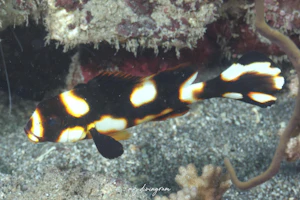 ムスジコショウダイ