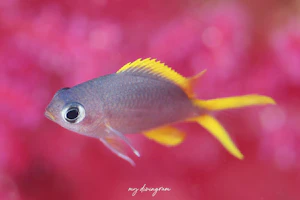 タンポポスズメダイ