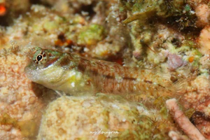 ヒナギンポ近似種