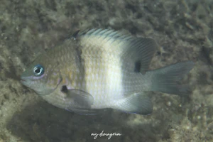 キオビスズメダイ